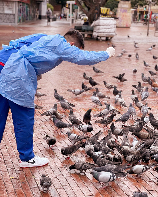 Universidad Antonio Nariño lidera jornada de esterilización de palomas en Bogotá
