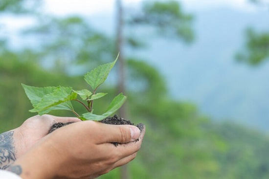 CompromisoAmbientalParticipacionUANCOP16