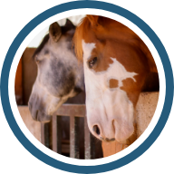 Calidad académica e investigativa