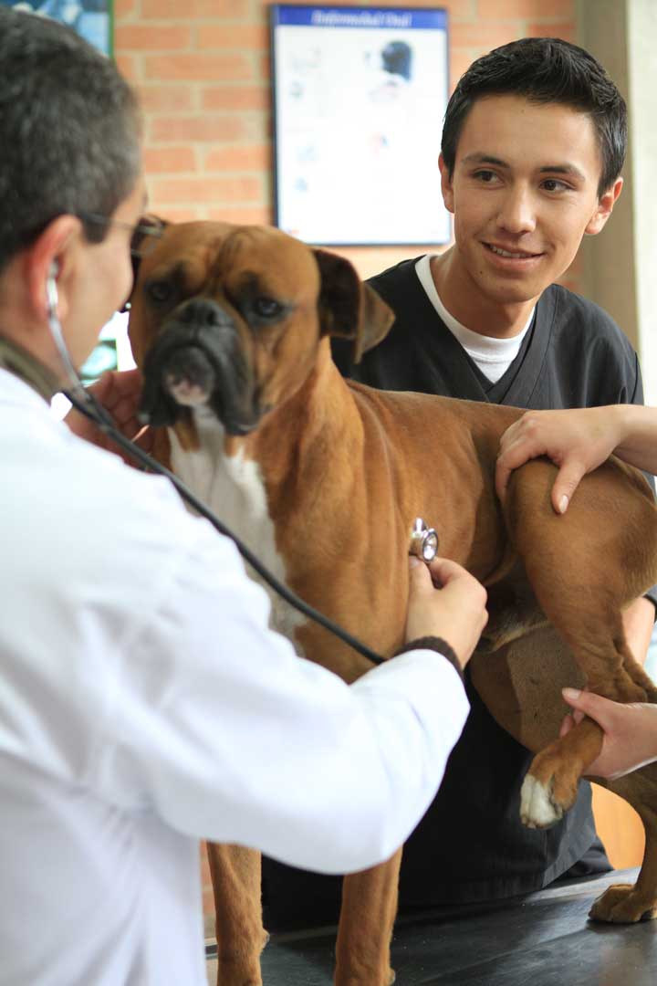 Que Medicina Veterinaria