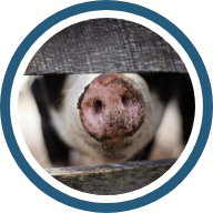 Numerosos proyectos de investigación